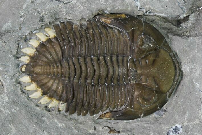 Greenops Trilobite - Hungry Hollow, Ontario #164402